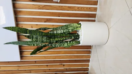 گیاه طبیعی سانسوریا سبز مدل شمشیری