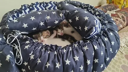 جای خواب سگ و گربه مدل mypet367