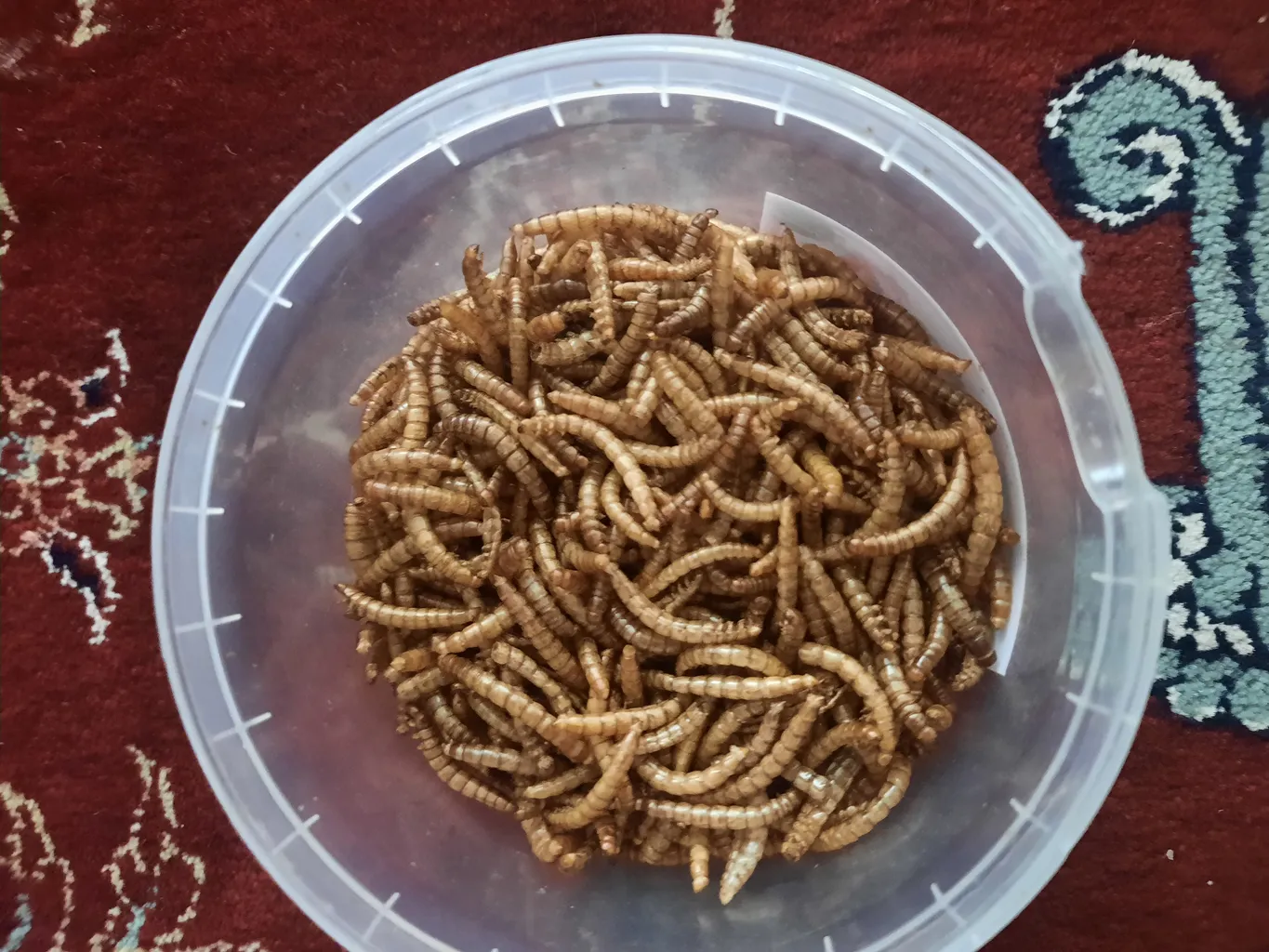 تشویقی عروس هلندی فود فارمز لند مدل میل ورم وزن 50 گرم