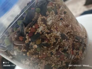 تجریه خرید غذای مخلوط طوطی توییتی مدل 001 وزن 1 کیلوگرم