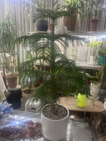 گیاه طبیعی کاج مطبق تافکو مدل x1