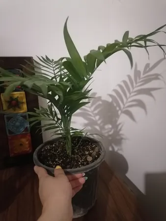 گیاه طبیعی شامادورا مدل shb1