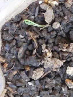 بذر سبزی خوراکی بذر طلایی برتر کد P-S-BZT-08 مجموعه 8 عددی