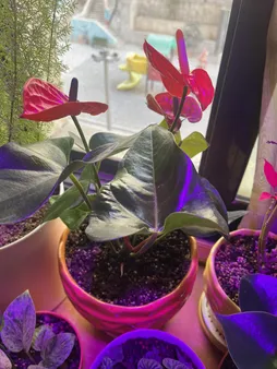 گیاه طبیعی آنتوریوم کد23- AS