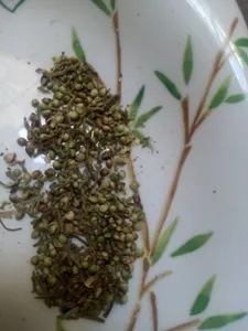 تجریه خرید شاهدانه خام دستچین کالا - 1000 گرم