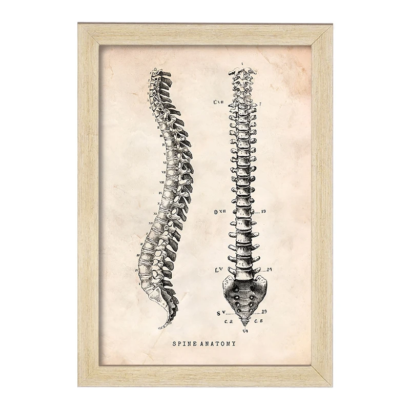تابلو خندالو طرح آناتومی ستون فقرات (Spine Anatomy) کد F13955