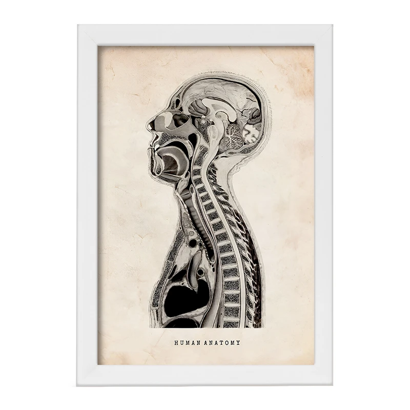 تابلو خندالو طرح آناتومی انسان (Human Anatomy) کد F13948