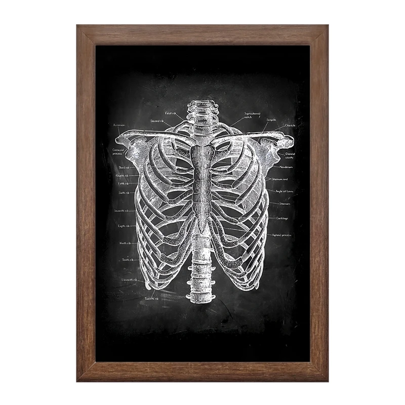 تابلو خندالو طرح آناتومی قفسه سینه (Rib Cage Anatomy) کد F13958