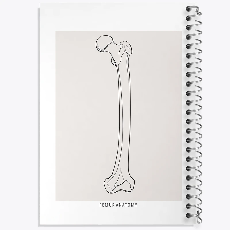 دفتر لیست خرید 50 برگ خندالو طرح آناتومی استخوان ران (Femur Anatomy) کد F13917