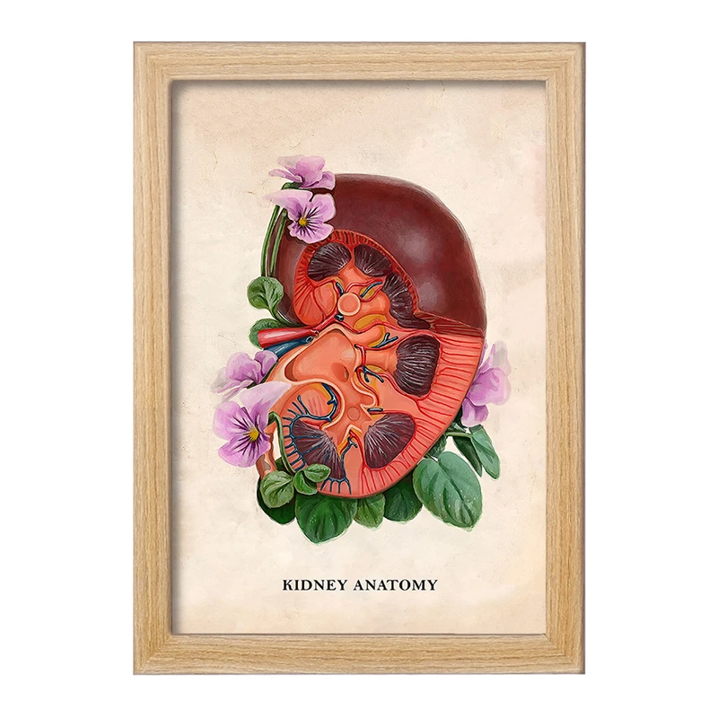 تابلو خندالو طرح آناتومی کلیه (kidney Anatomy) کد F14011