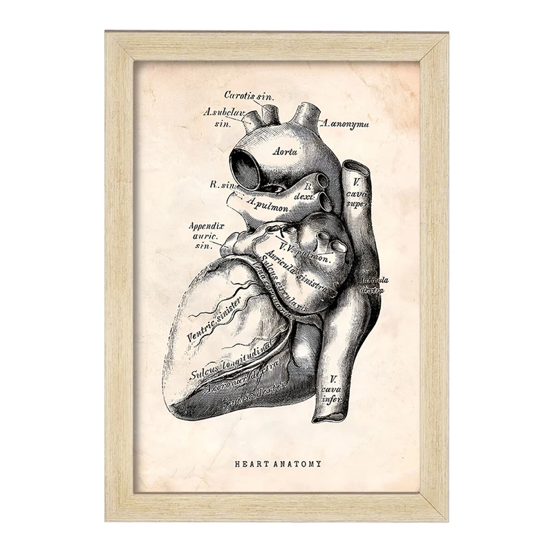 تابلو خندالو طرح آناتومی قلب (Heart Anatomy) کد F13944