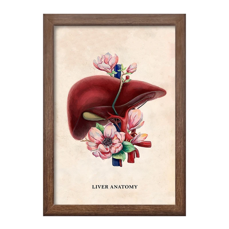 تابلو خندالو طرح آناتومی کبد (Liver anatomy) کد F14027