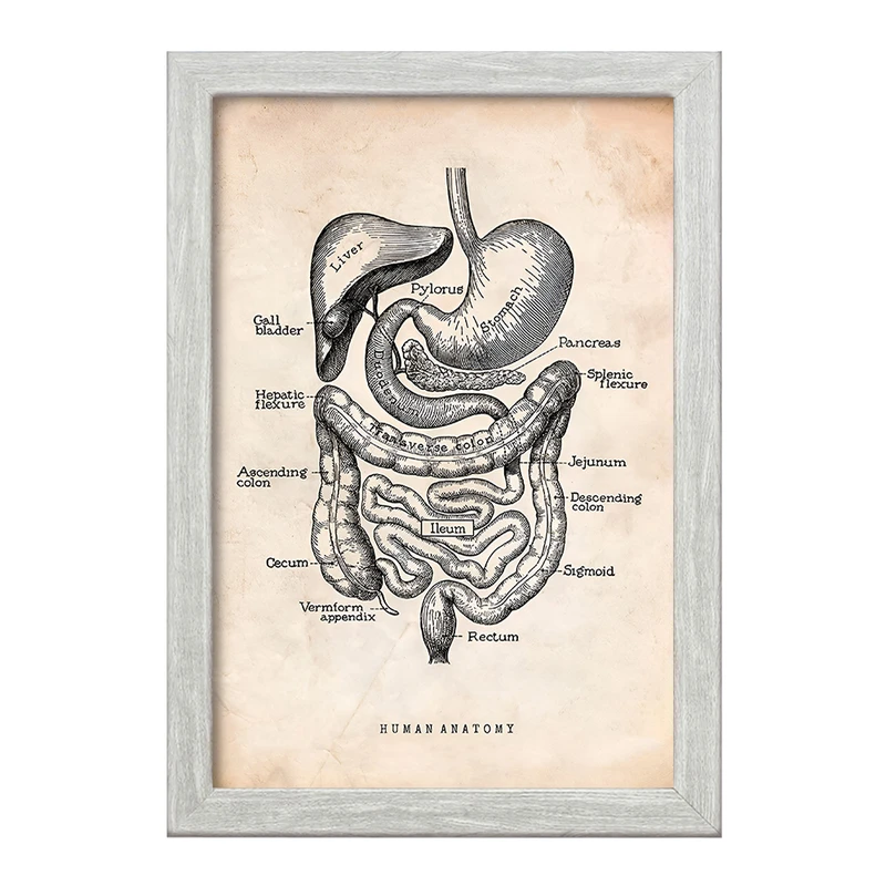 تابلو خندالو طرح آناتومی انسان (Human Anatomy) کد F13950