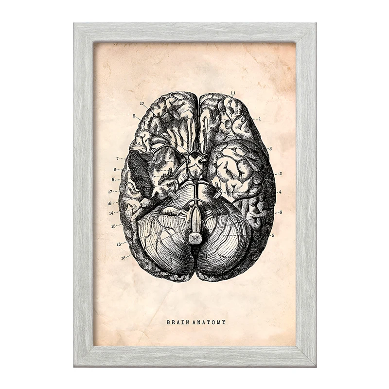 تابلو خندالو طرح آناتومی مغز (Brain Anatomy) کد F13946