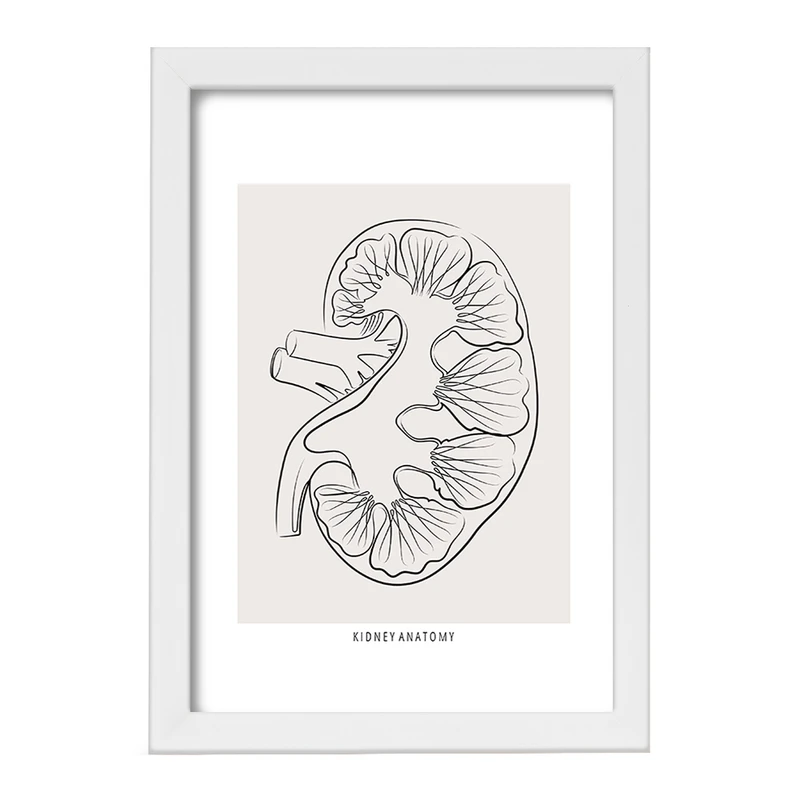 تابلو خندالو طرح آناتومی کلیه (kidney Anatomy) کد F13903