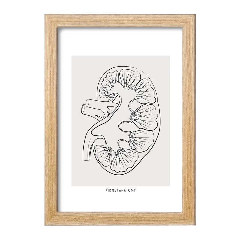 تابلو خندالو طرح آناتومی کلیه (kidney Anatomy) کد F13903