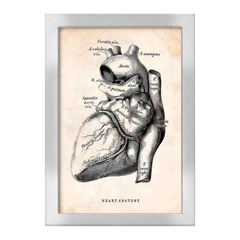 تابلو خندالو طرح آناتومی قلب (Heart Anatomy) کد F13944