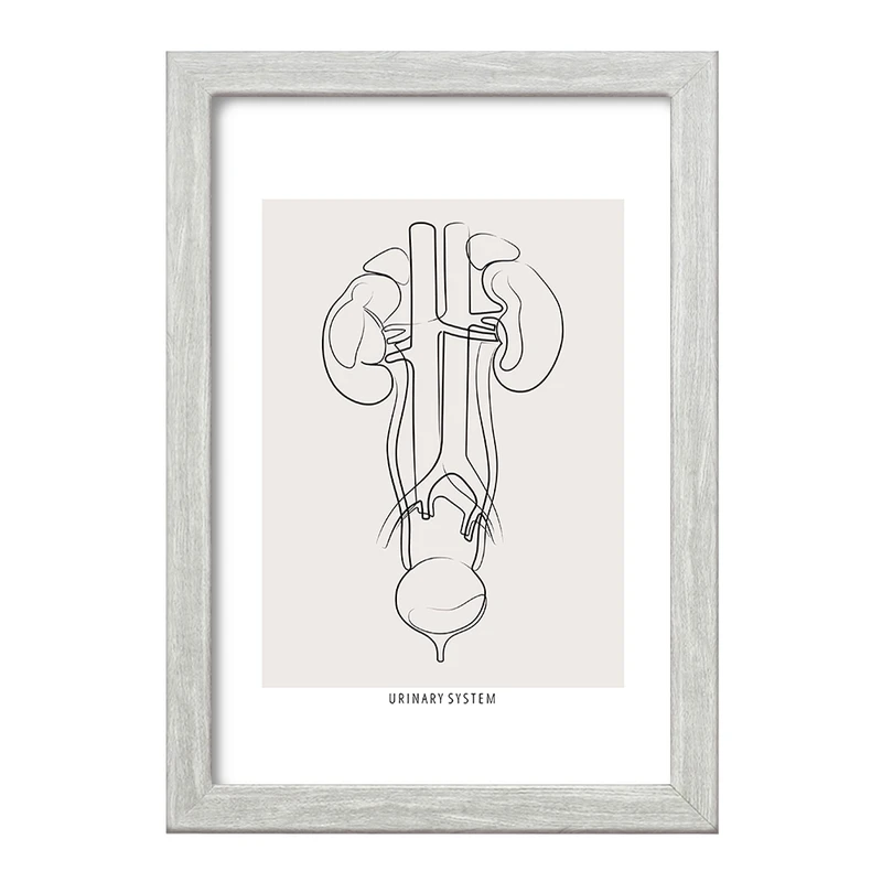 تابلو خندالو طرح سیستم ادراری (Urinary System) کد F13934