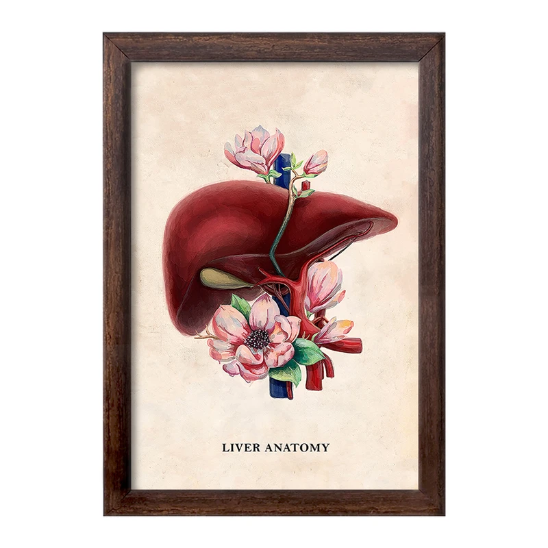 تابلو خندالو طرح آناتومی کبد (Liver anatomy) کد F14027