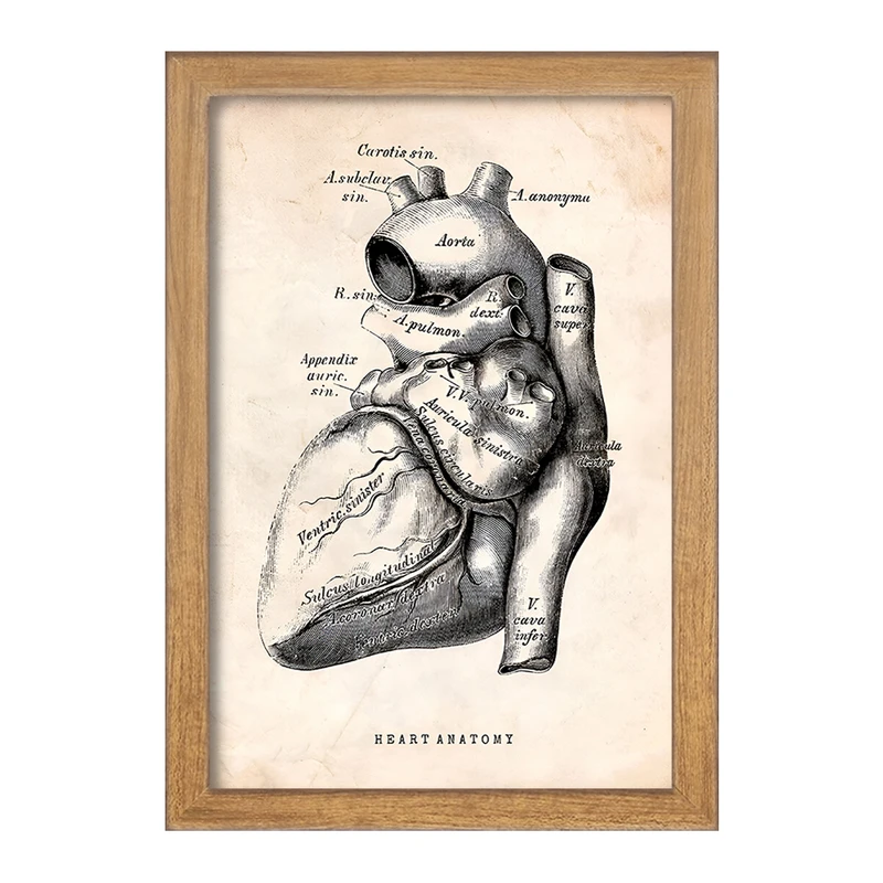 تابلو خندالو طرح آناتومی قلب (Heart Anatomy) کد F13944