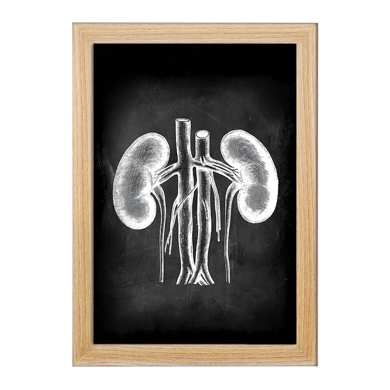 تابلو خندالو طرح آناتومی کلیه (kidney Anatomy) کد F13959