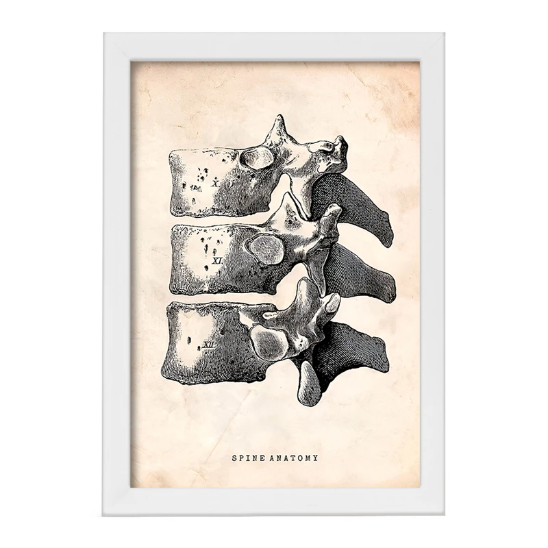 تابلو خندالو طرح آناتومی ستون فقرات (Spine Anatomy) کد F13954