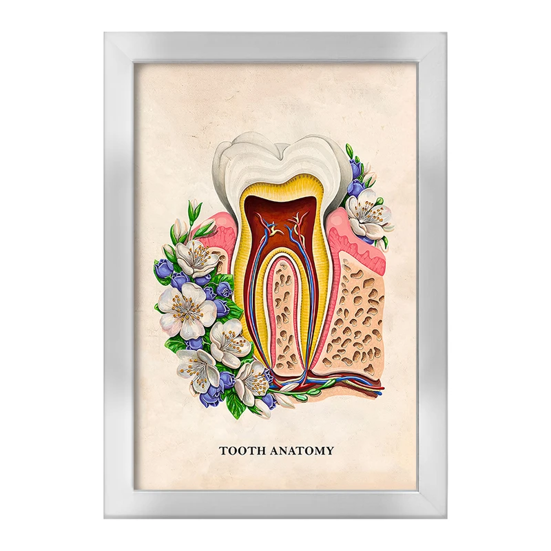 تابلو خندالو طرح آناتومی دندان (Tooth Anatomy) کد F14012