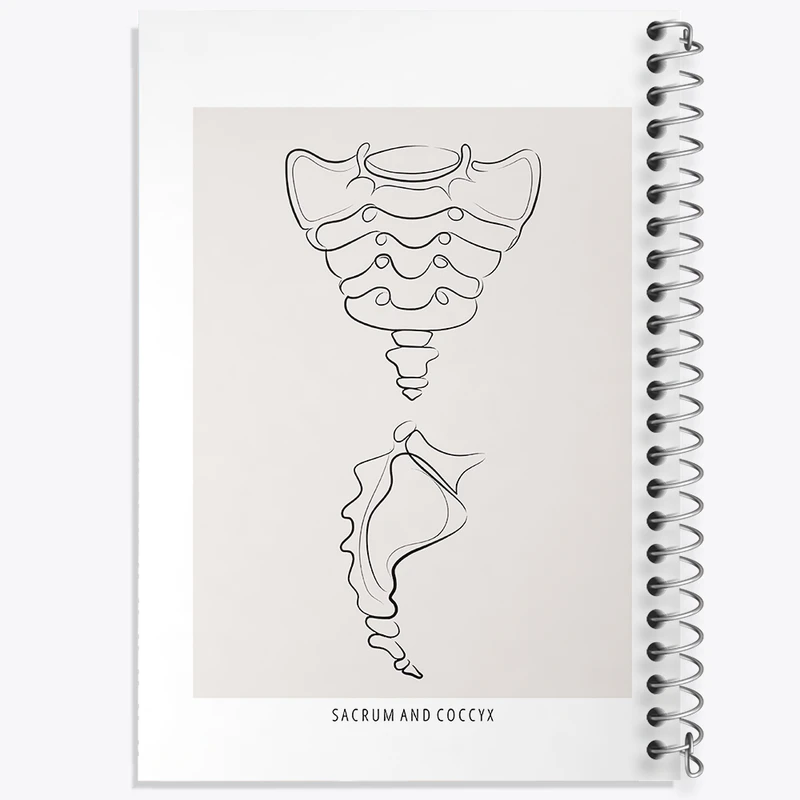 دفتر مشق 100 برگ خندالو طرح آناتومی استخوان خاجی (Sacrum And Coccyx Anatomy) کد F13918