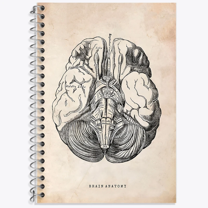 دفتر لغت 50 برگ خندالو طرح آناتومی مغز (Brain Anatomy) کد F13945
