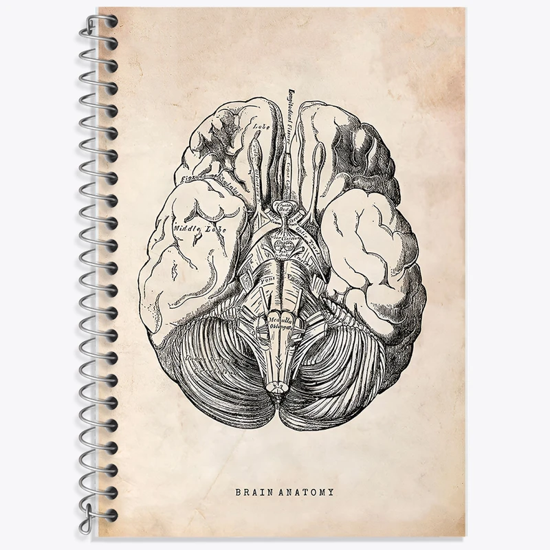 دفتر زبان 50 برگ خندالو مدل دو خط طرح آناتومی مغز (Brain Anatomy) کد F13945
