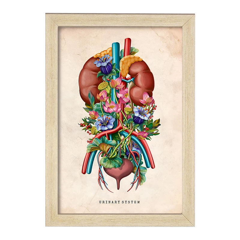 تابلو خندالو طرح سیستم ادراری (Urinary System) کد F13963