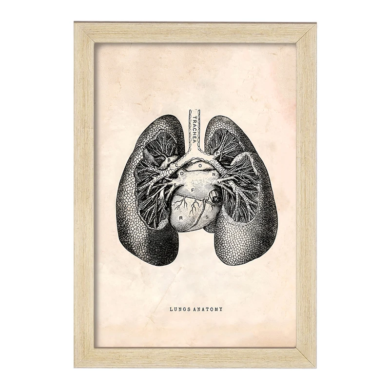 تابلو خندالو طرح آناتومی ریه ها (Lungs Anatomy) کد F13949