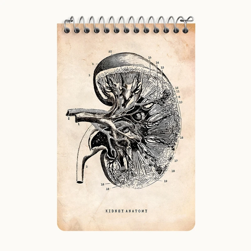 دفتر یادداشت 50 برگ خندالو طرح آناتومی کلیه (kidney Anatomy) کد F13951