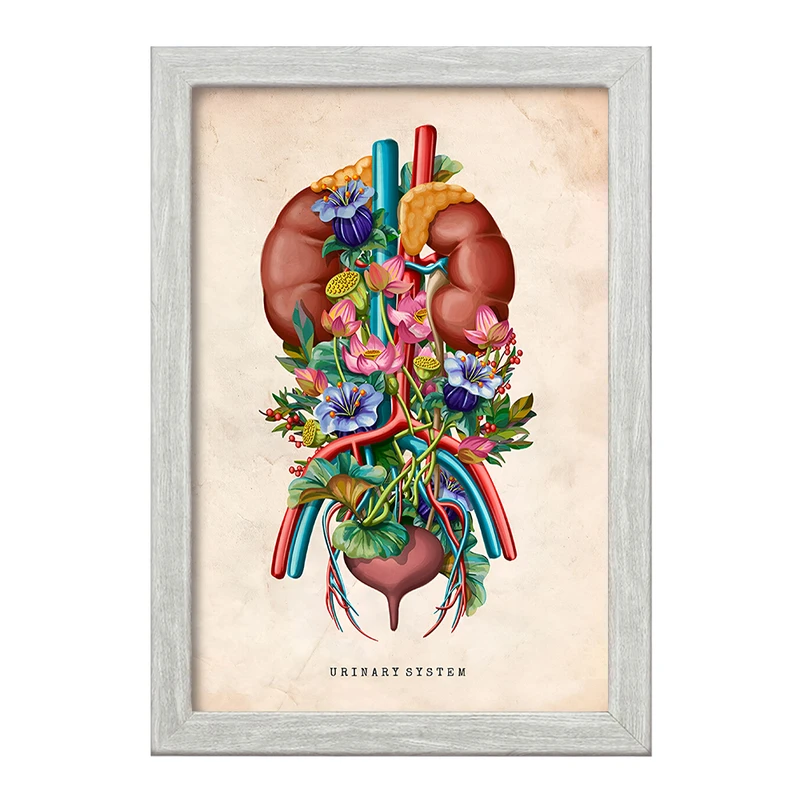 تابلو خندالو طرح سیستم ادراری (Urinary System) کد F13963