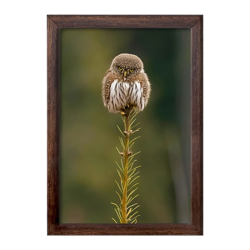 تابلو خندالو طرح جغد کد F8871