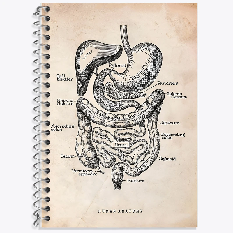 دفتر نت موسیقی 50 برگ خندالو طرح آناتومی انسان (Human Anatomy) کد F13950