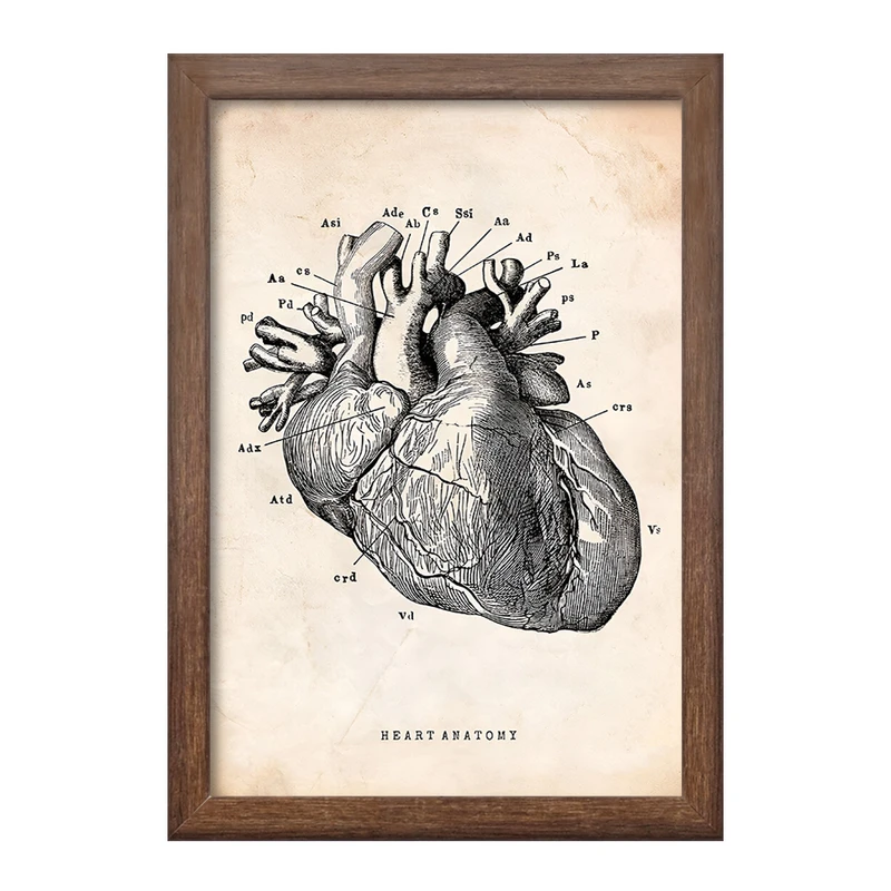 تابلو خندالو طرح آناتومی قلب (Heart Anatomy) کد F13942