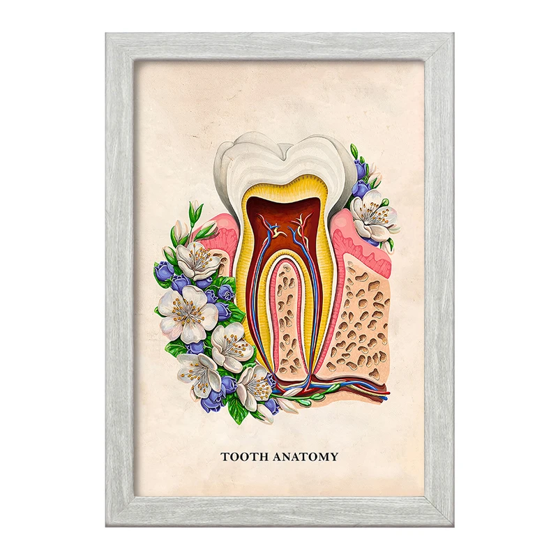 تابلو خندالو طرح آناتومی دندان (Tooth Anatomy) کد F14012