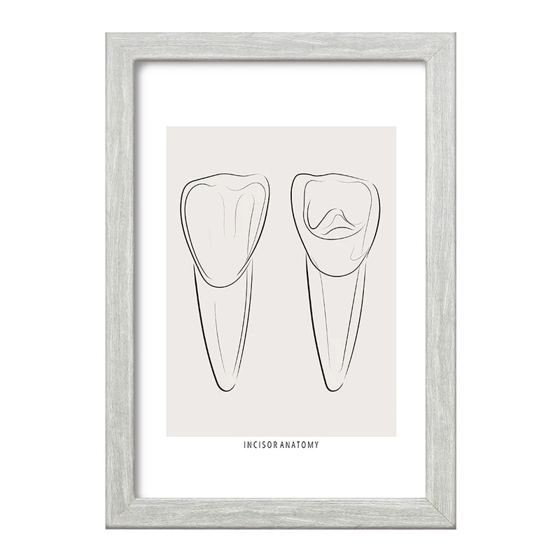 تابلو خندالو طرح آناتومی دندان‌های پیشین (Incisor Anatomy) کد F13938