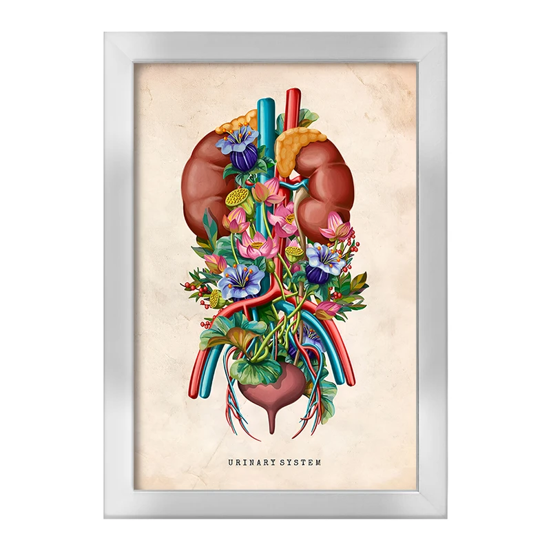 تابلو خندالو طرح سیستم ادراری (Urinary System) کد F13963