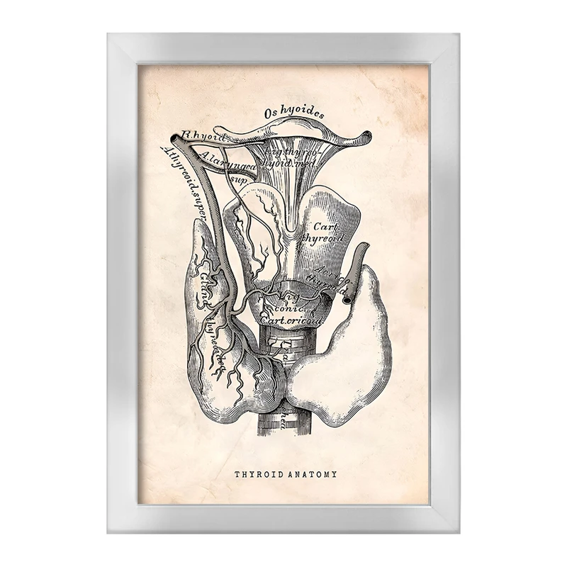 تابلو خندالو طرح آناتومی تیروئید (Thyroid Anatomy) کد F13953