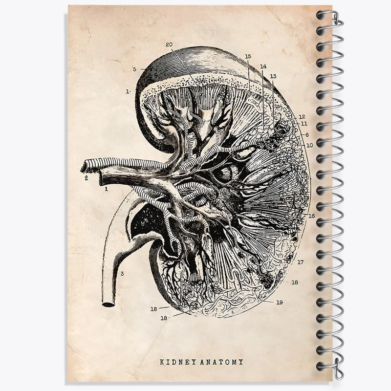 دفتر لیست خرید 50 برگ خندالو طرح آناتومی کلیه (kidney Anatomy) کد F13951