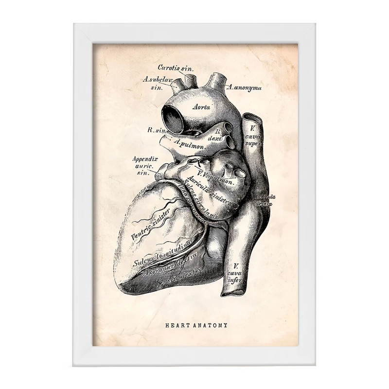 تابلو خندالو طرح آناتومی قلب (Heart Anatomy) کد F13944