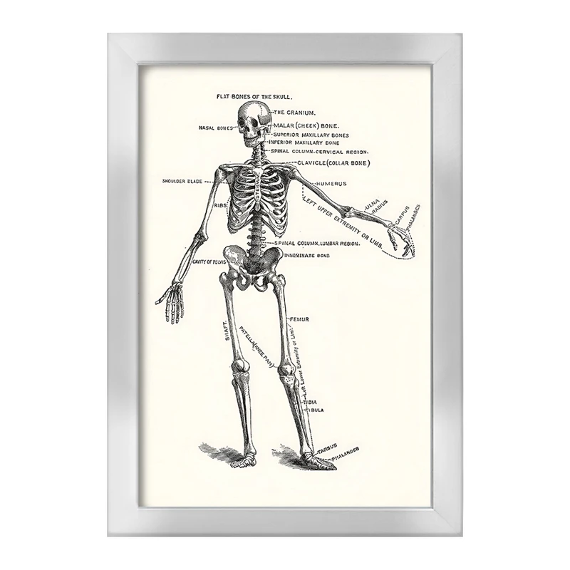 تابلو خندالو طرح آناتومی انسان (Human Anatomy) کد F14050
