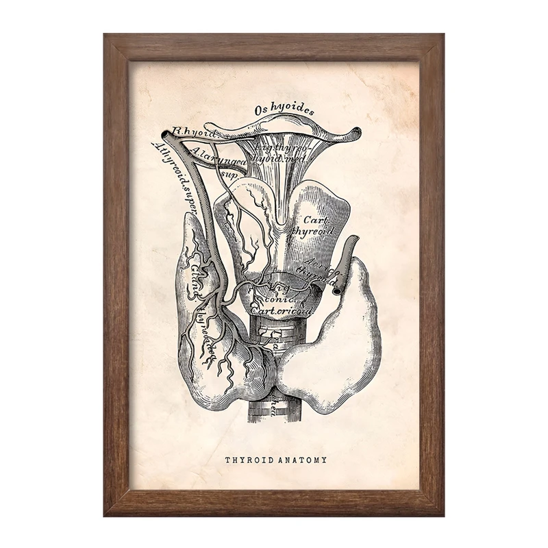 تابلو خندالو طرح آناتومی تیروئید (Thyroid Anatomy) کد F13953