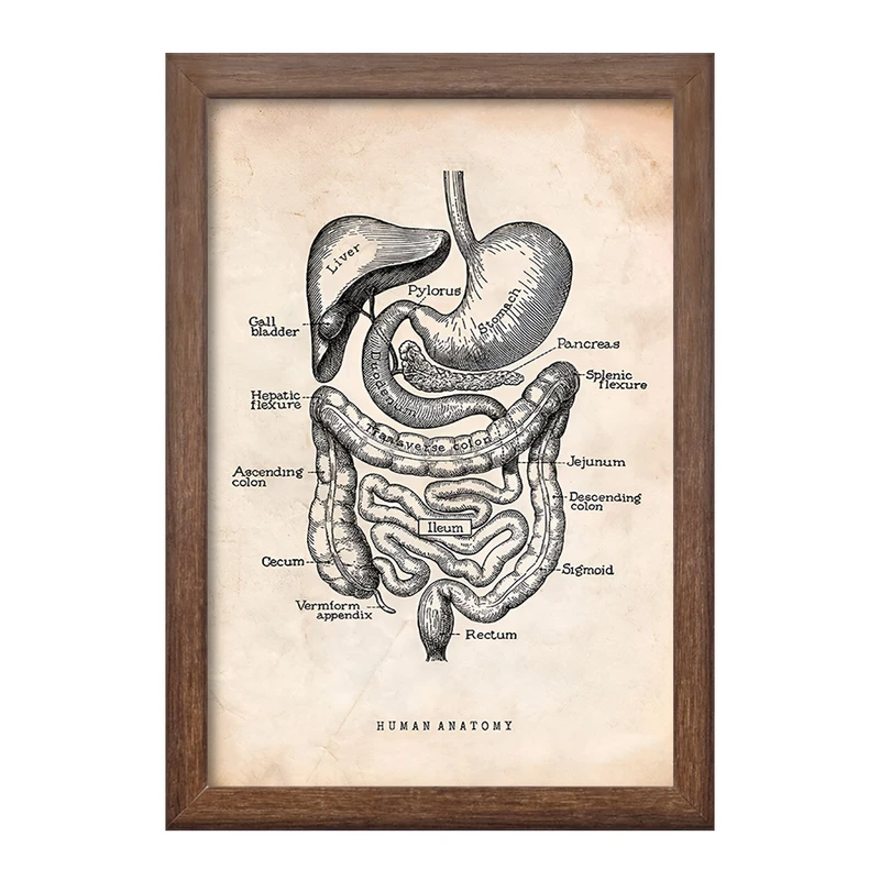 تابلو خندالو طرح آناتومی انسان (Human Anatomy) کد F13950