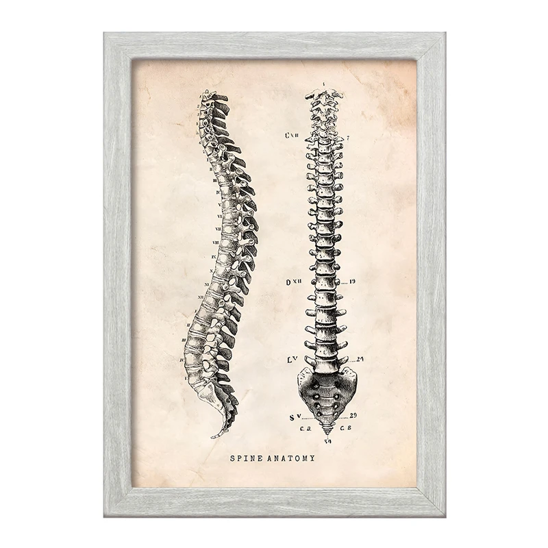 تابلو خندالو طرح آناتومی ستون فقرات (Spine Anatomy) کد F13955