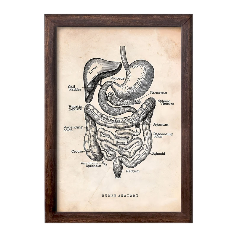 تابلو خندالو طرح آناتومی انسان (Human Anatomy) کد F13950