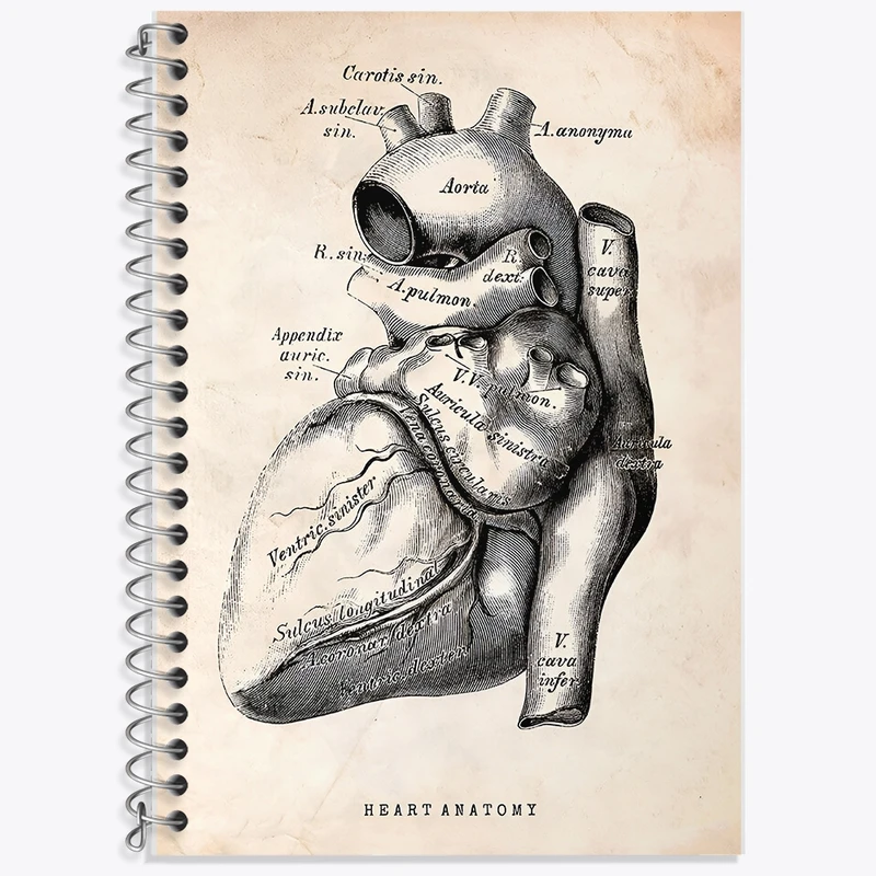 دفتر زبان 50 برگ خندالو مدل سه خط طرح آناتومی قلب (Heart Anatomy) کد F13944