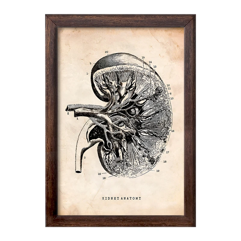 تابلو خندالو طرح آناتومی کلیه (kidney Anatomy) کد F13951